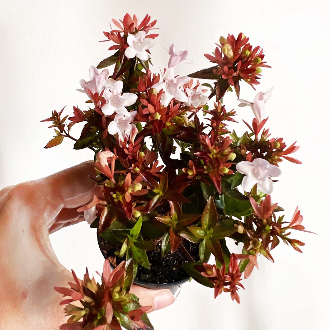 mini Abelia Little Lady