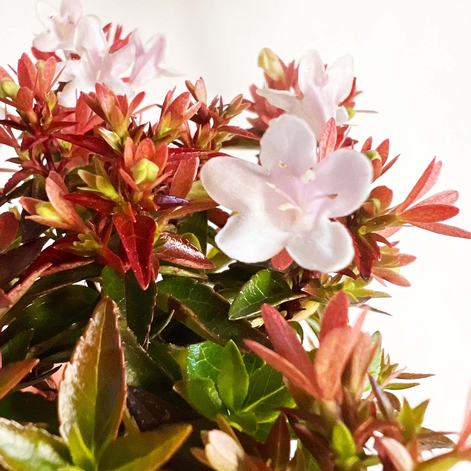 mini Abelia Little Lady