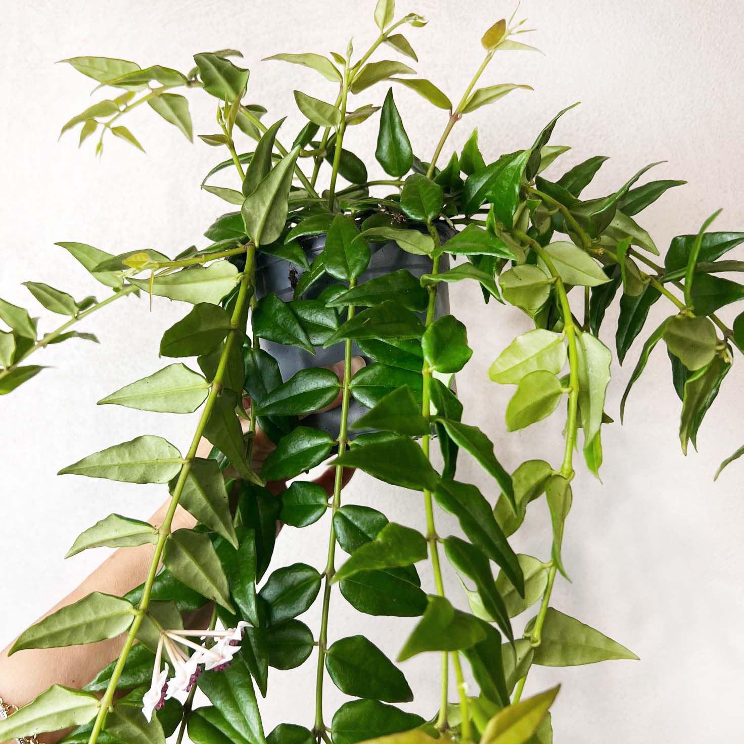 Hoya Bella