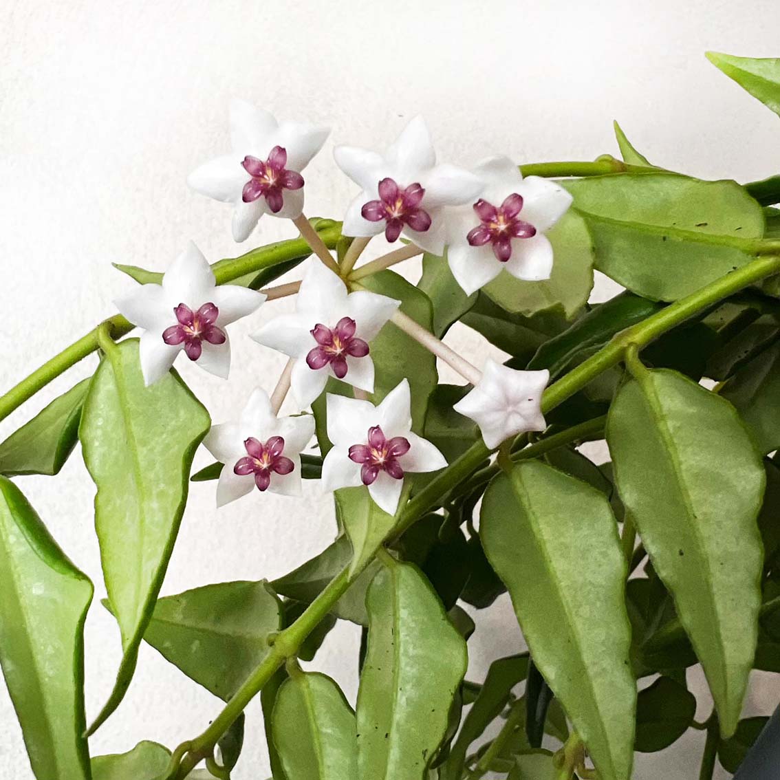 Hoya Bella