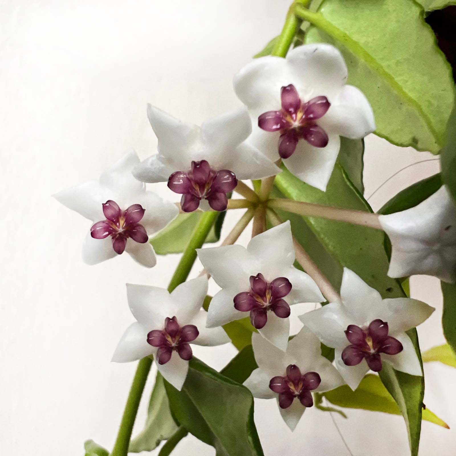 Hoya Bella