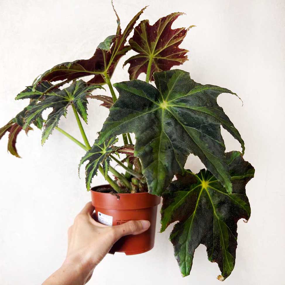 Begonia Heracleifolia Draco