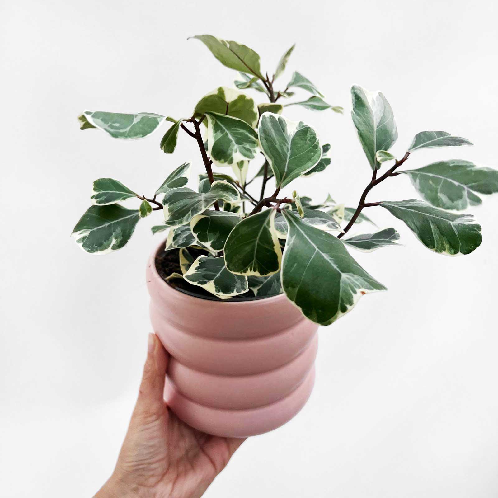 Vaso in ceramica /Milla