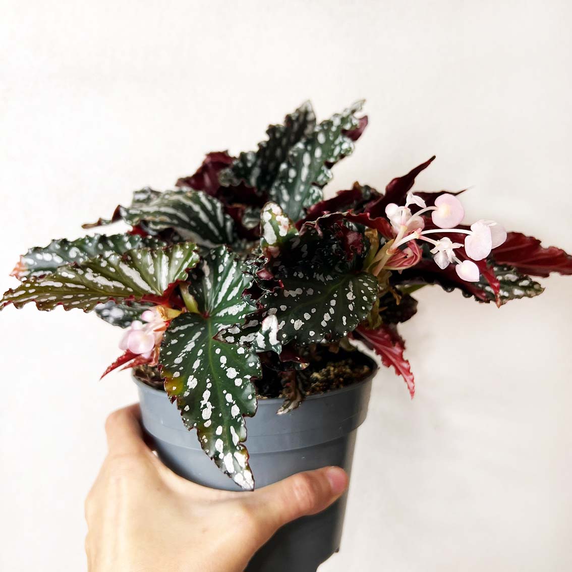 Anthurium Polyschistum