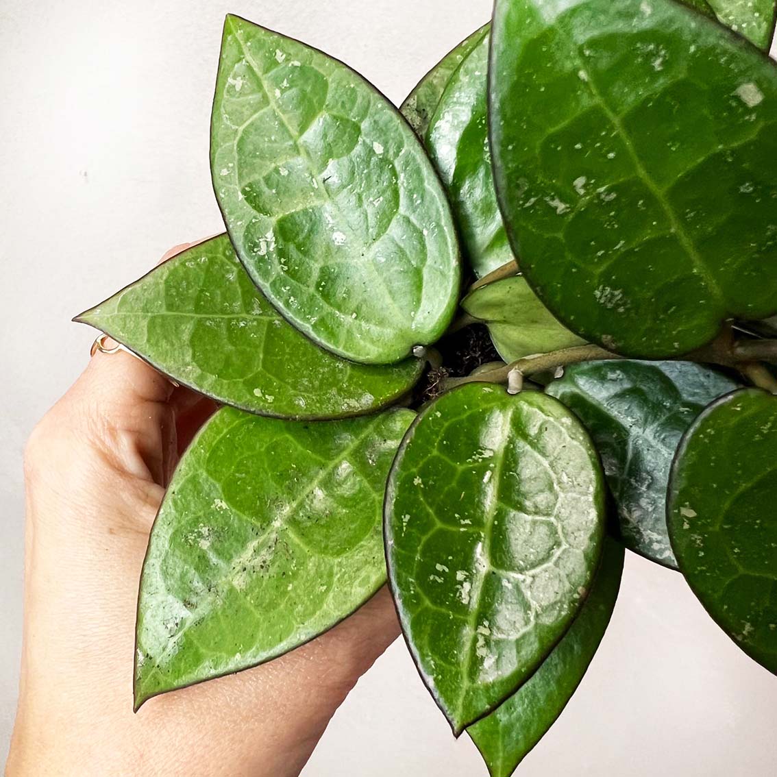 Hoya Parasitica Black Edge