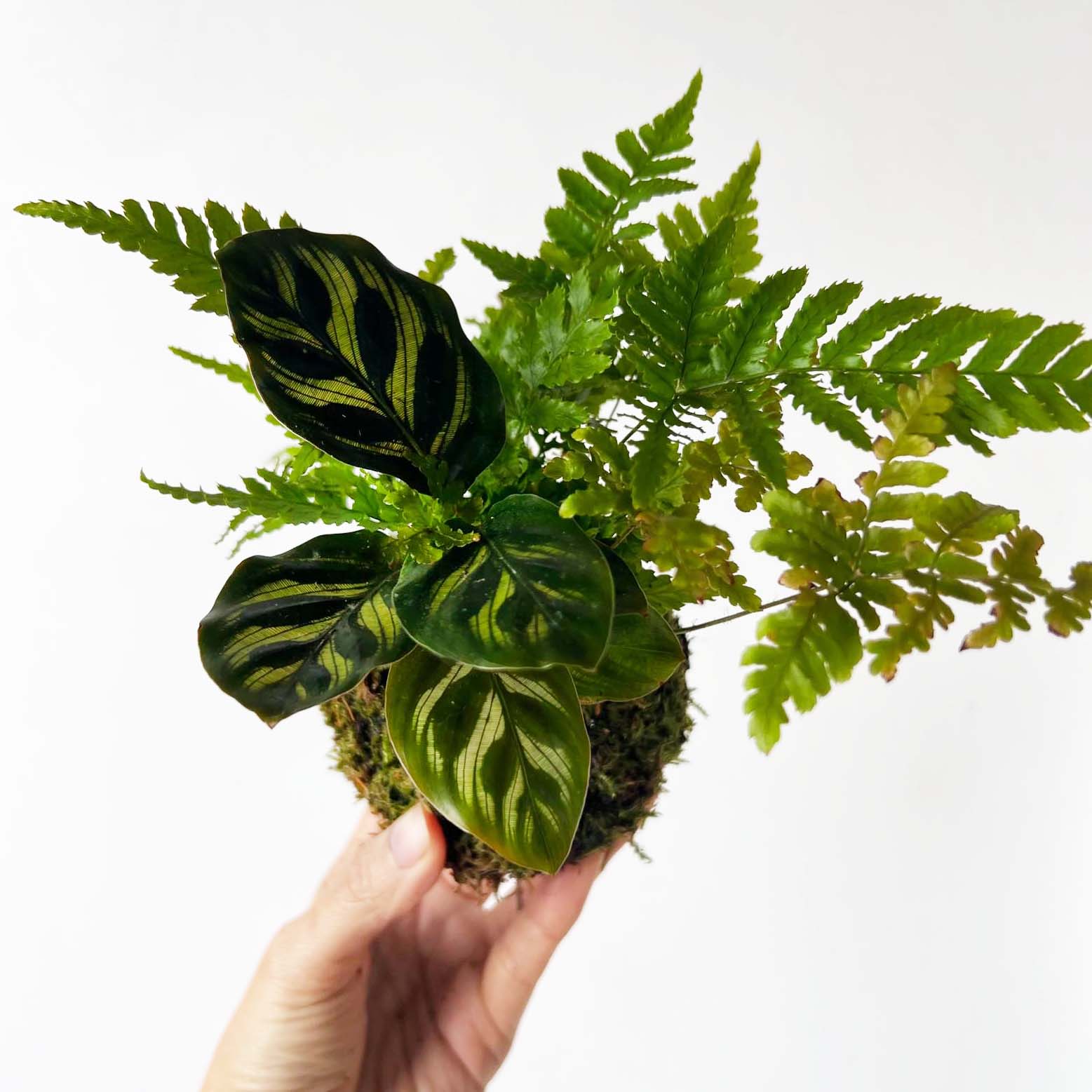 KOKET (KOKE-BOUQUET)- Paul