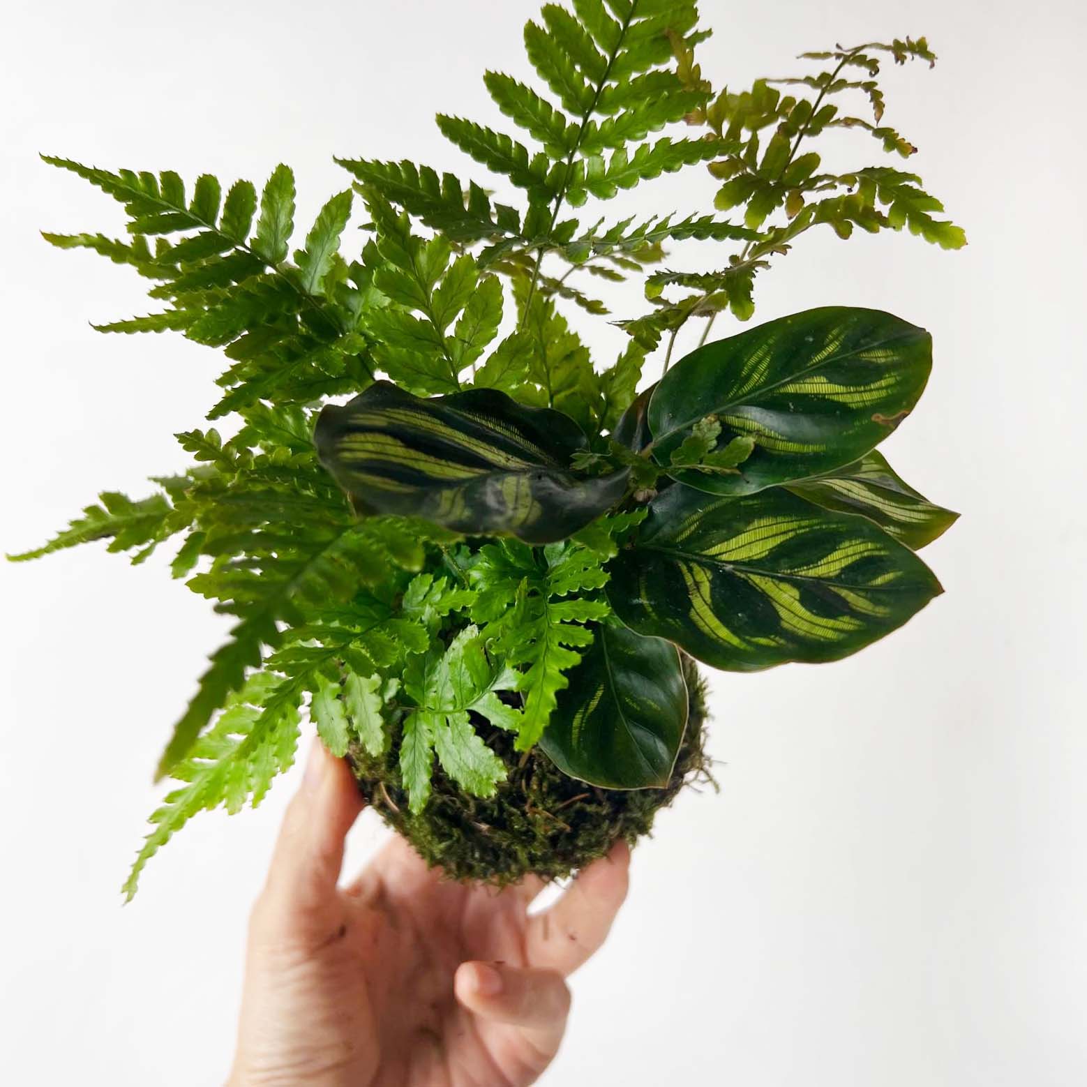 KOKET (KOKE-BOUQUET)- Paul