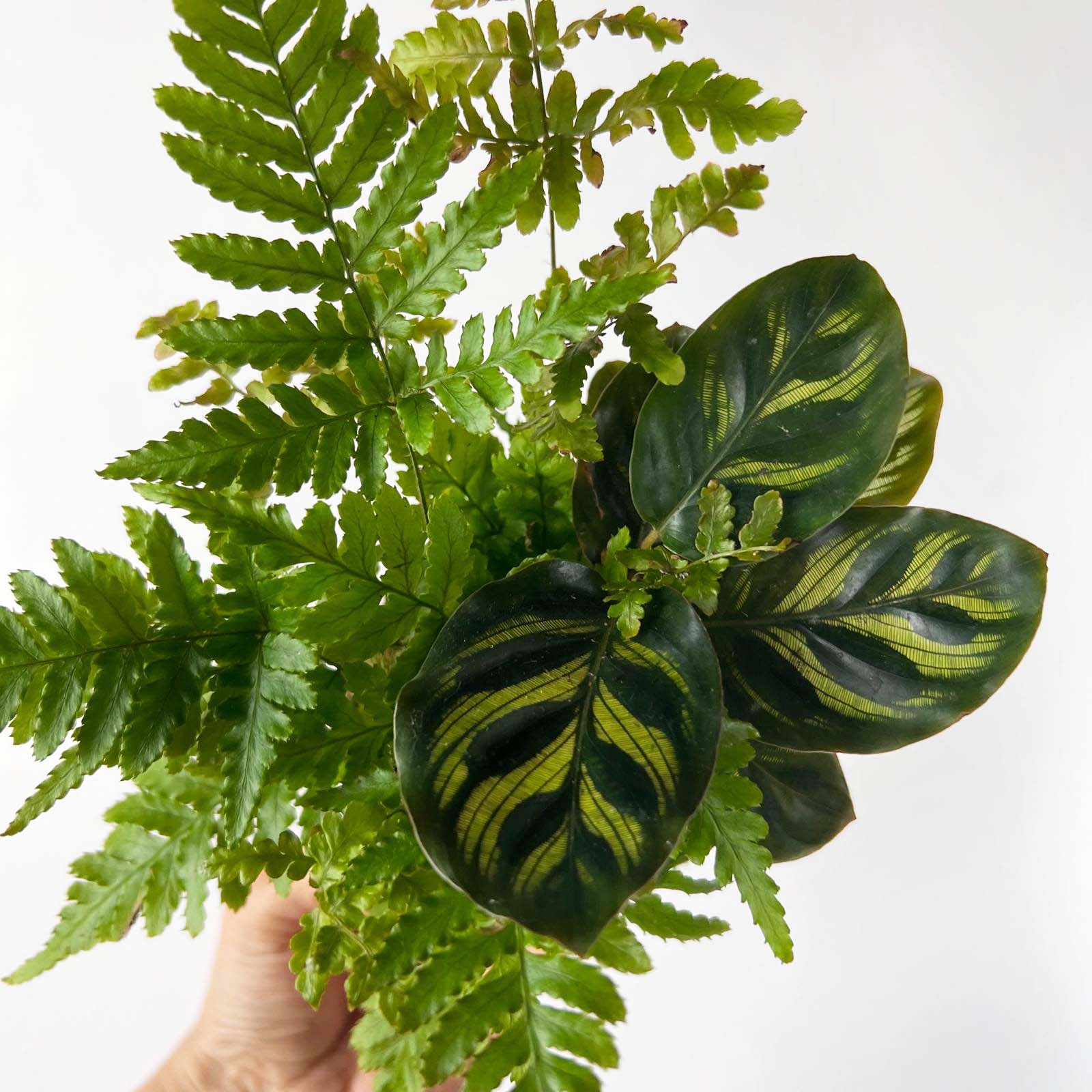 KOKET (KOKE-BOUQUET)- Paul