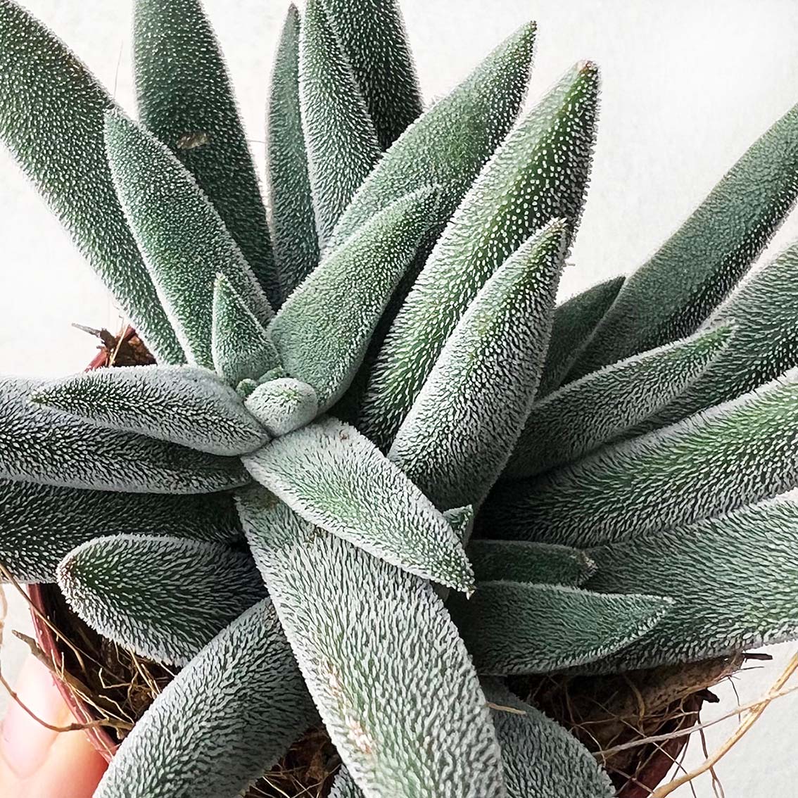 Crassula Silver