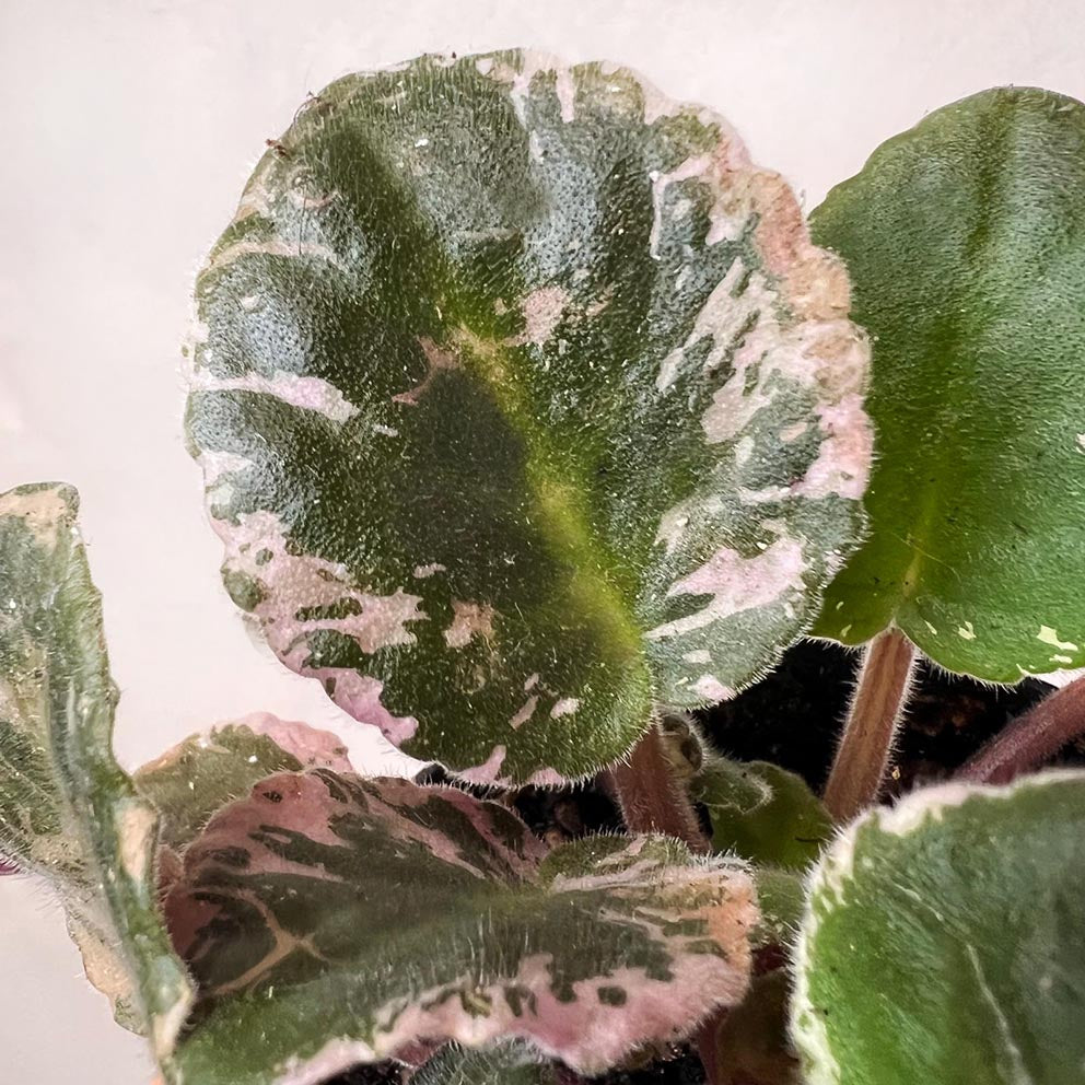 Violetta Africana Variegata