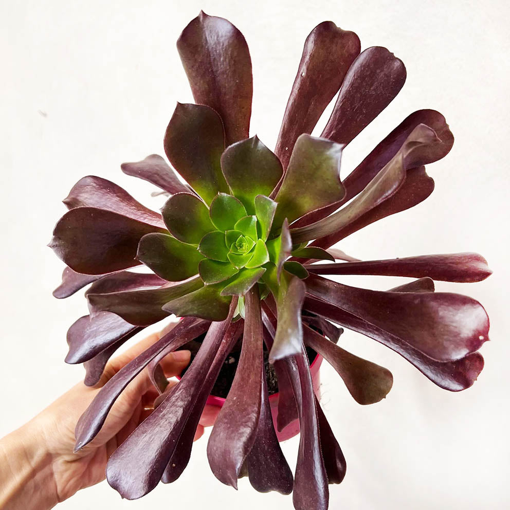 Aeonium Arboreum