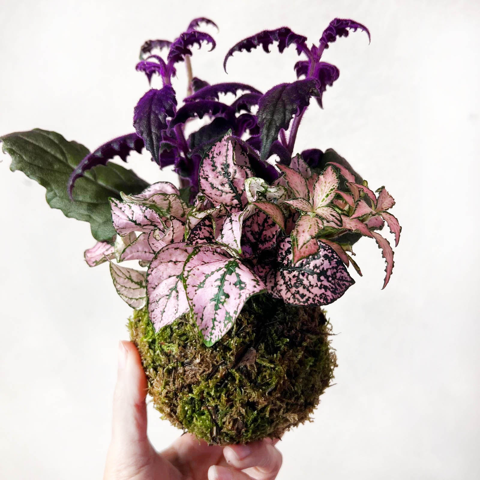 KOKET (KOKE-BOUQUET)-Ophelia