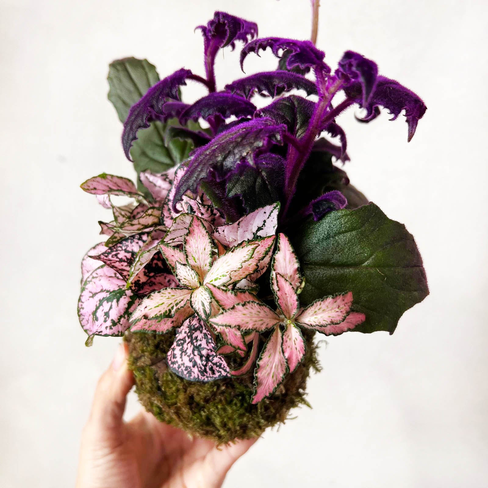 KOKET (KOKE-BOUQUET)-Ophelia