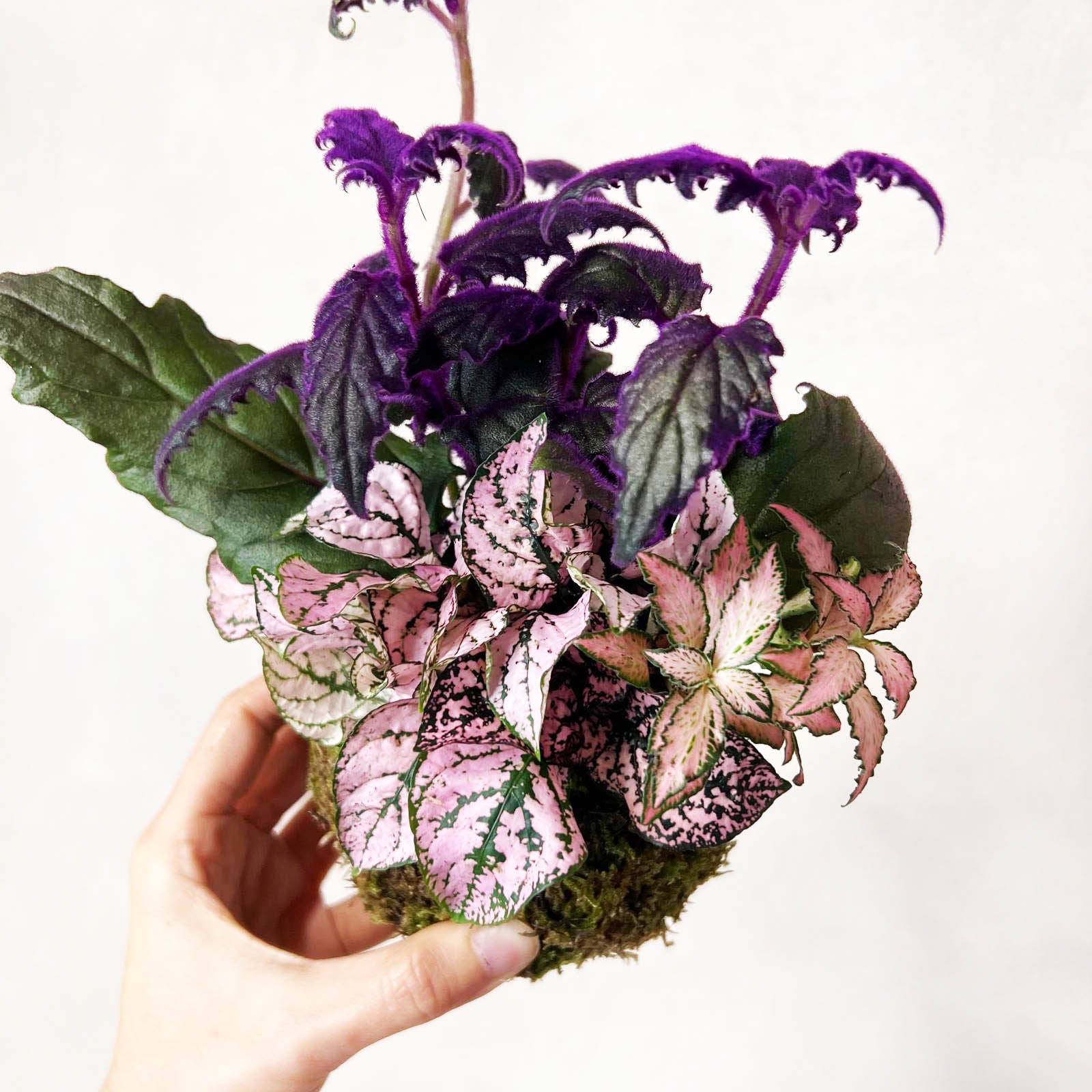 KOKET (KOKE-BOUQUET)-Ophelia