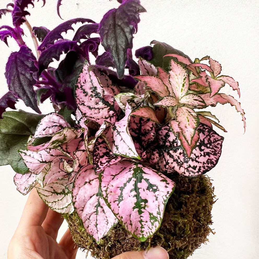 KOKET (KOKE-BOUQUET)-Ophelia