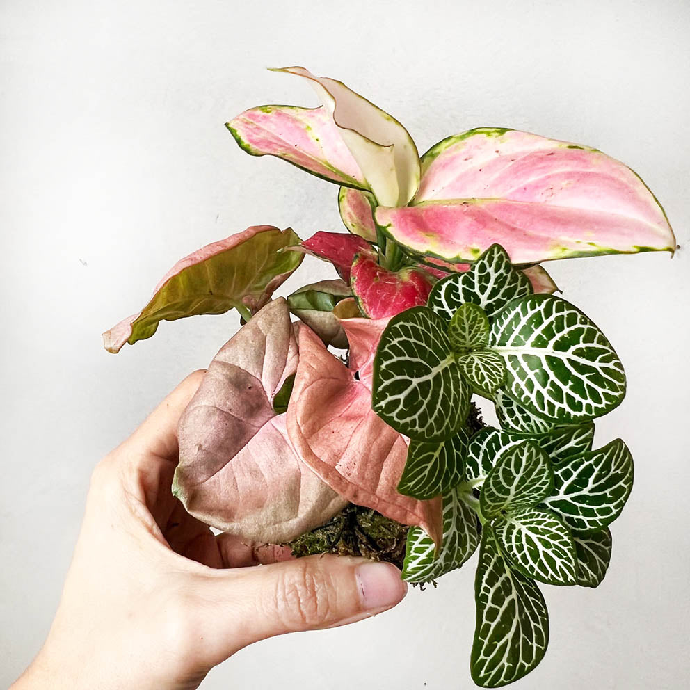 KOKET (KOKE-BOUQUET)-Amelia