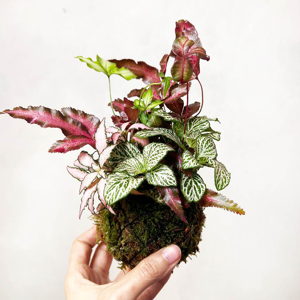 KOKET (KOKE-BOUQUET)-Iride