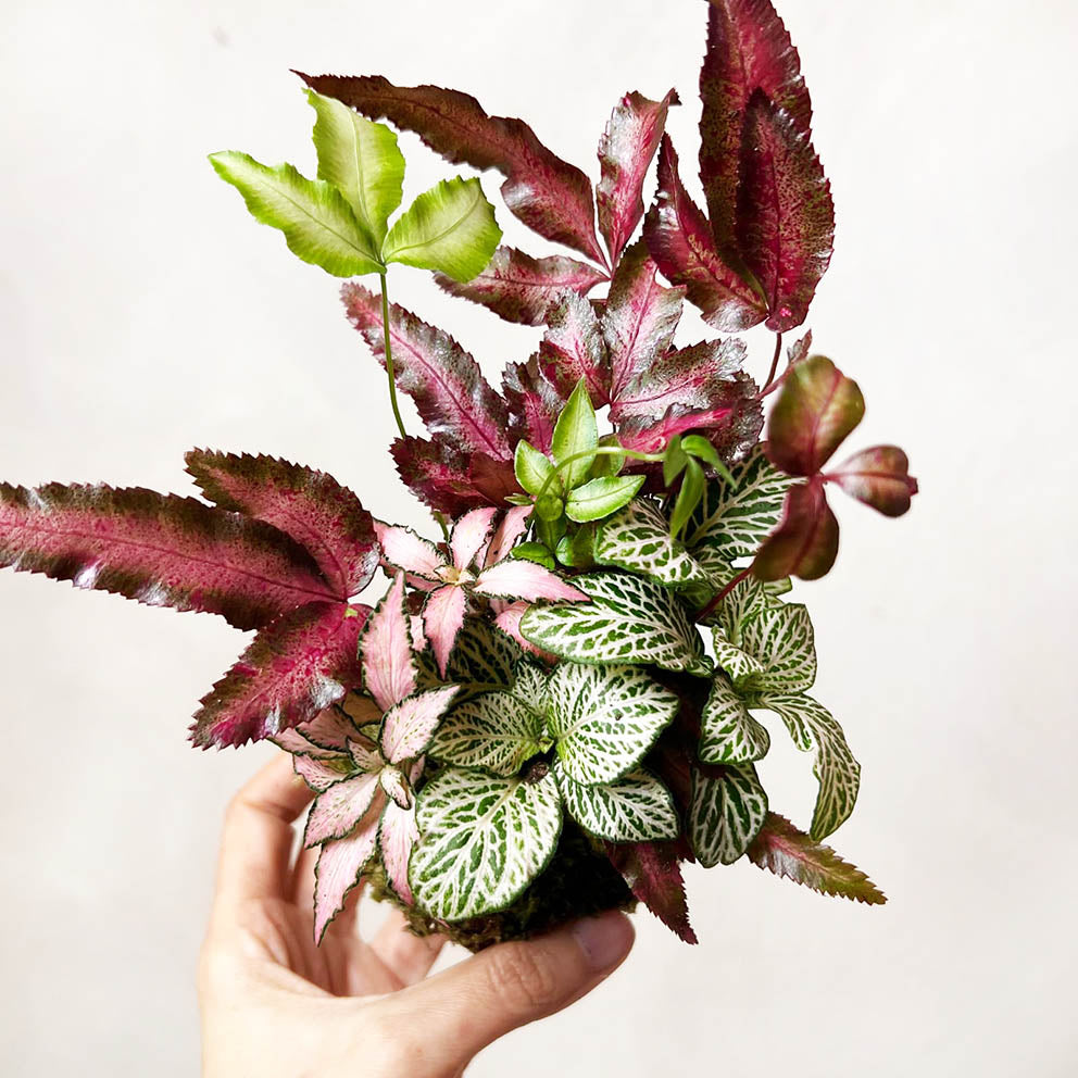 KOKET (KOKE-BOUQUET)-Iride