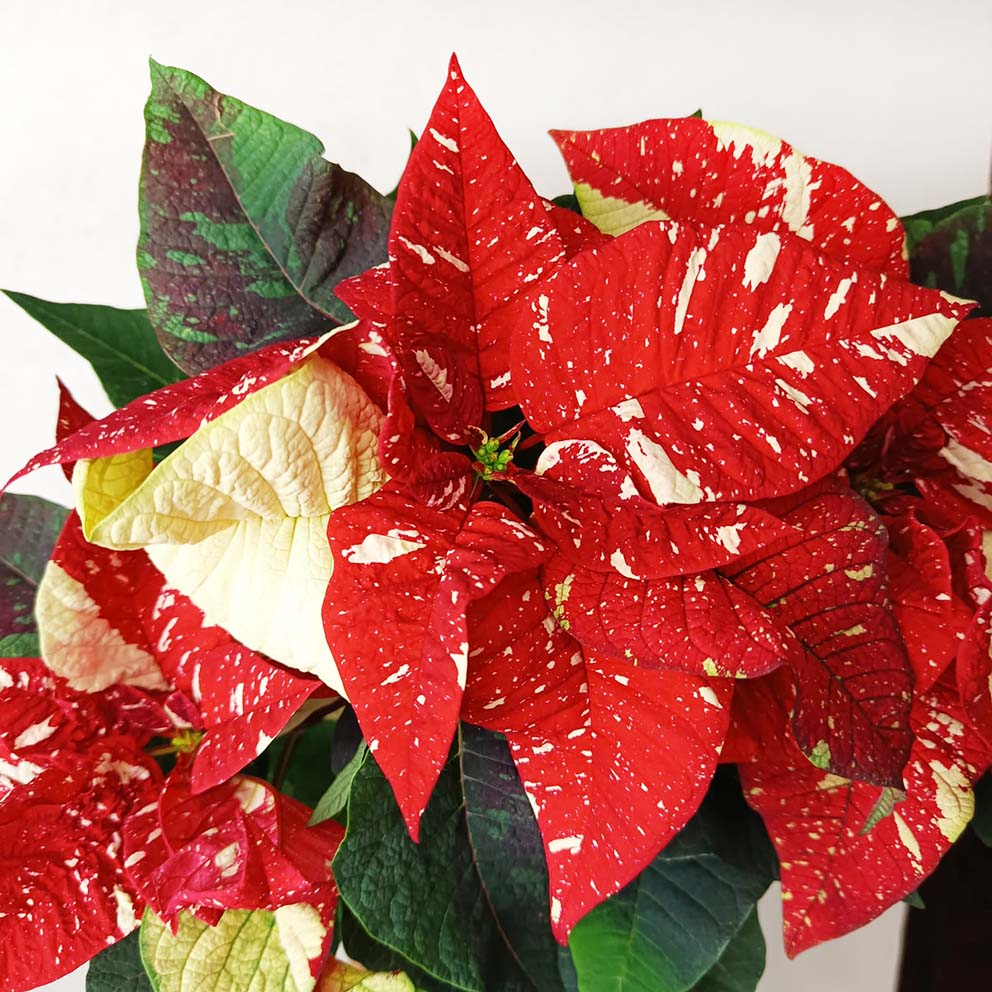 Stella di Natale/  Euphorbia pulch. Superba New Glitter