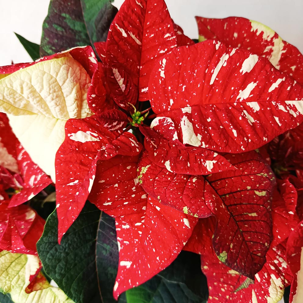 Stella di Natale/  Euphorbia pulch. Superba New Glitter