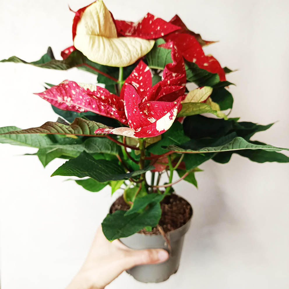 Stella di Natale/  Euphorbia pulch. Superba New Glitter