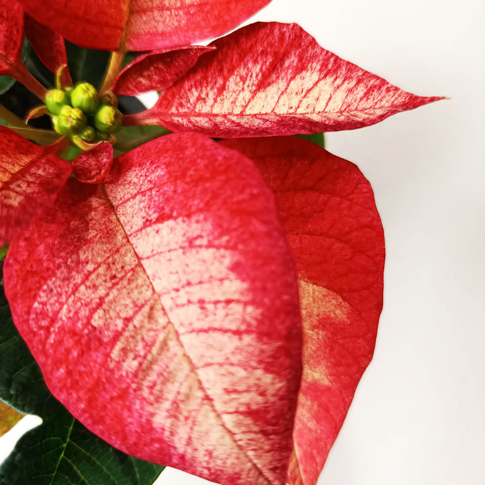 Stella di Natale/ Euphorbia pulch. Premium Ice Crystal