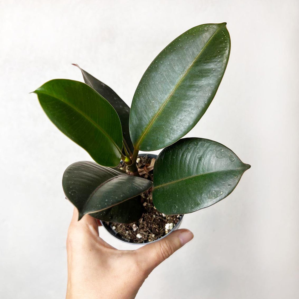 Baby Ficus Elastica