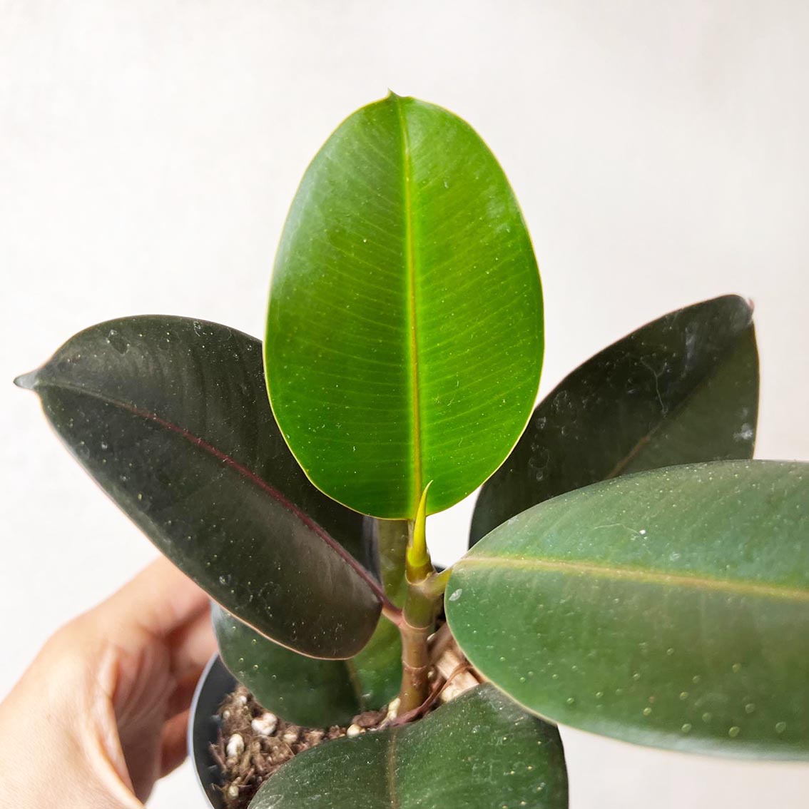 Baby Ficus Elastica