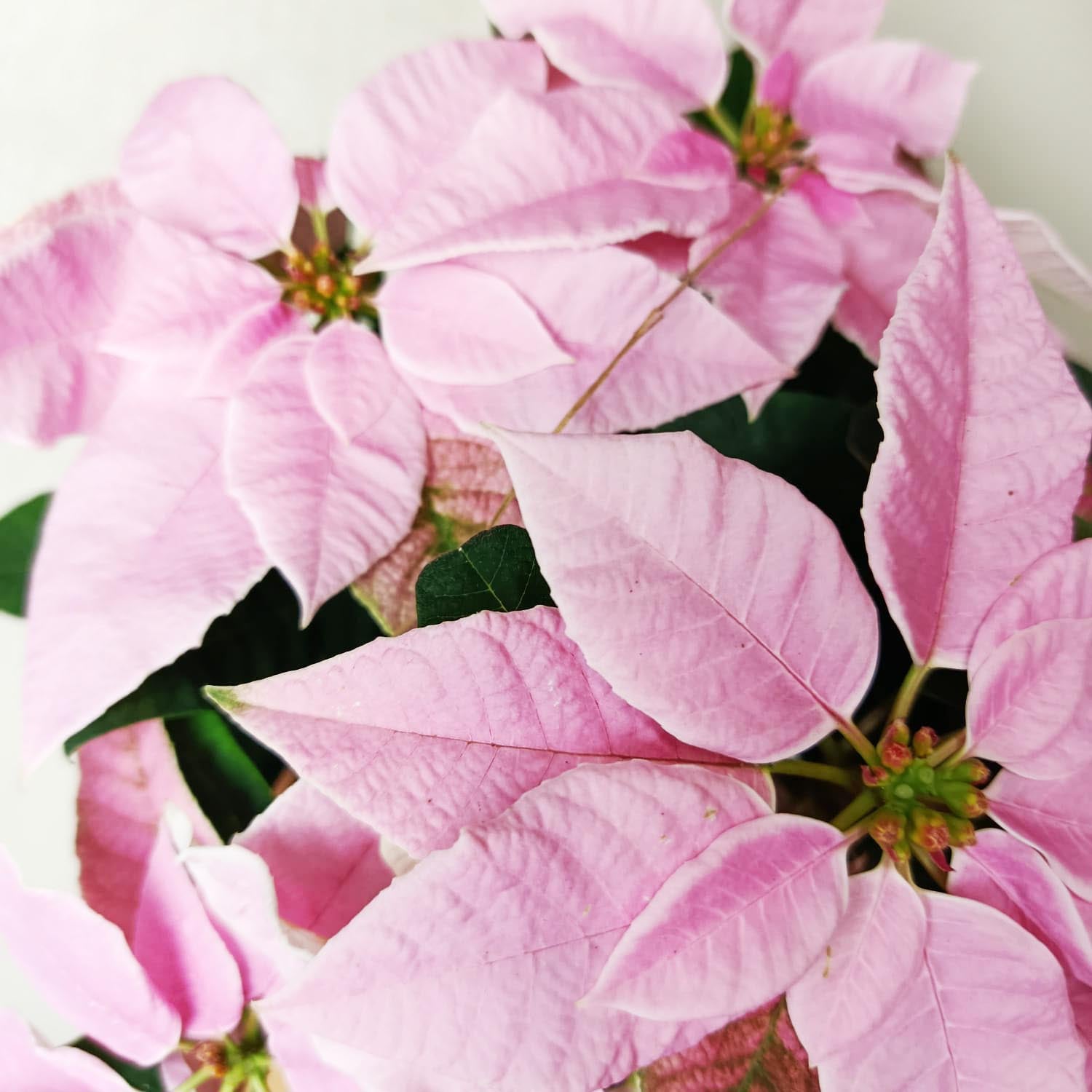 Stella di Natale/  Euphorbia pulch Princettia Pink