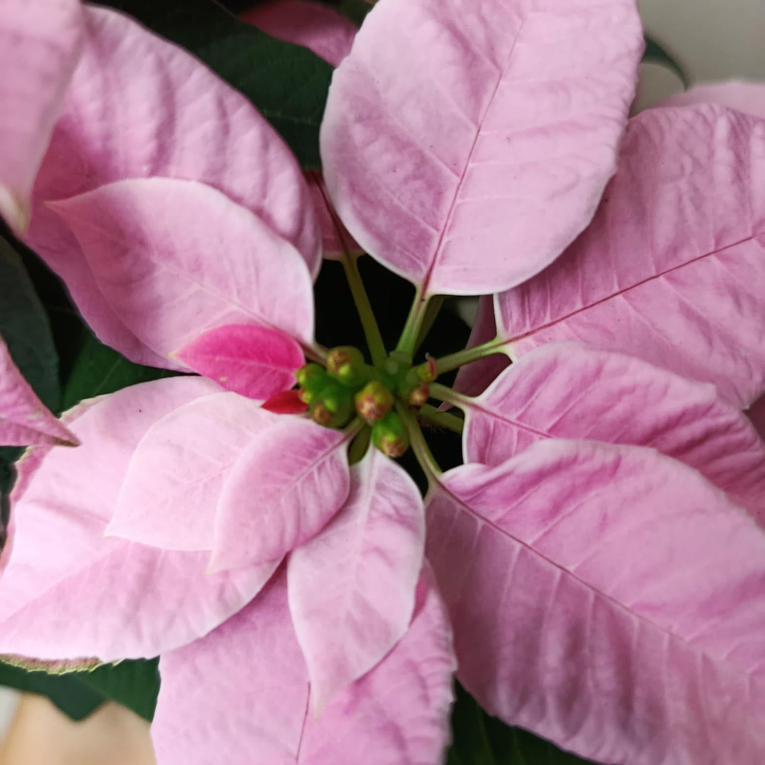 Stella di Natale/  Euphorbia pulch Princettia Pink