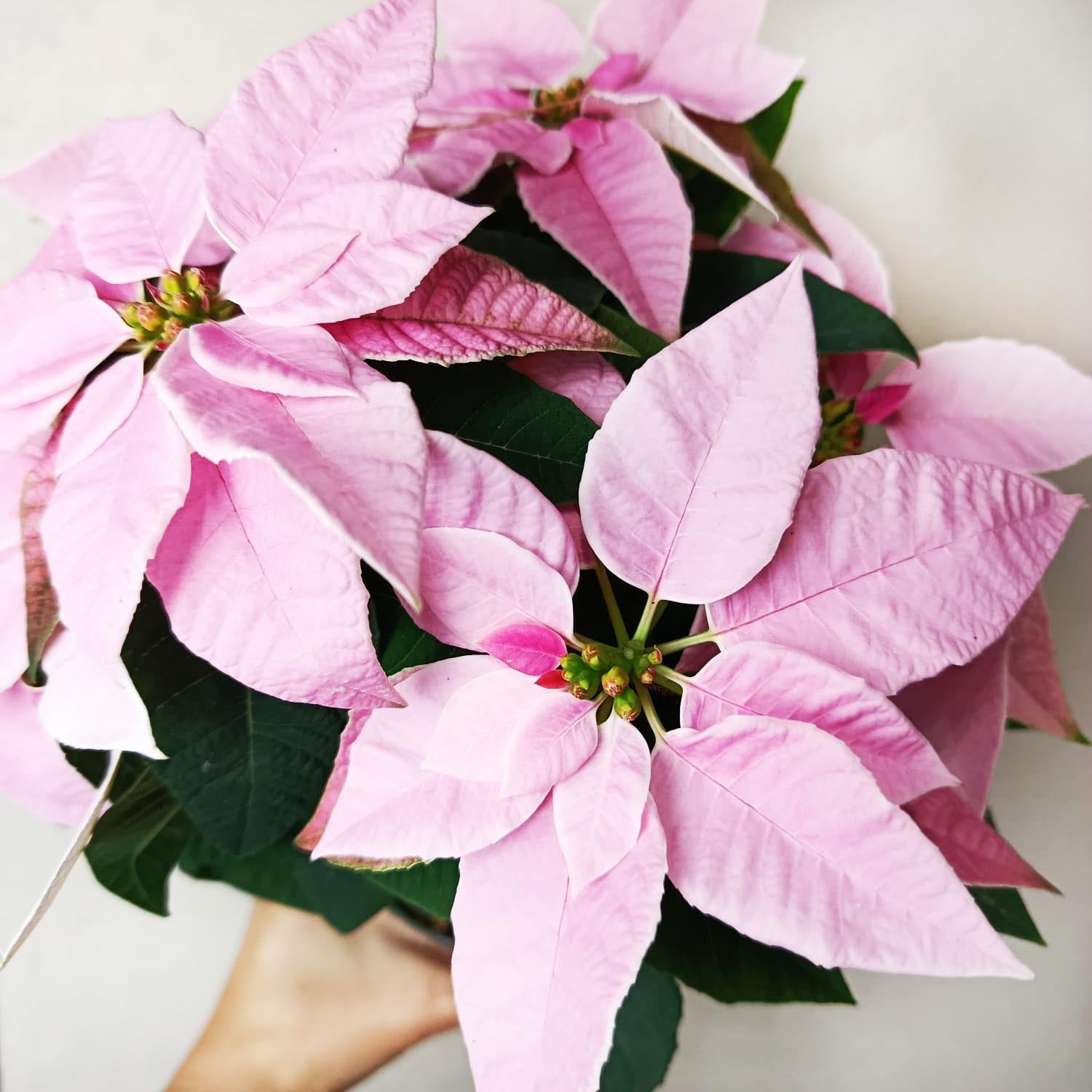 Stella di Natale/  Euphorbia pulch Princettia Pink