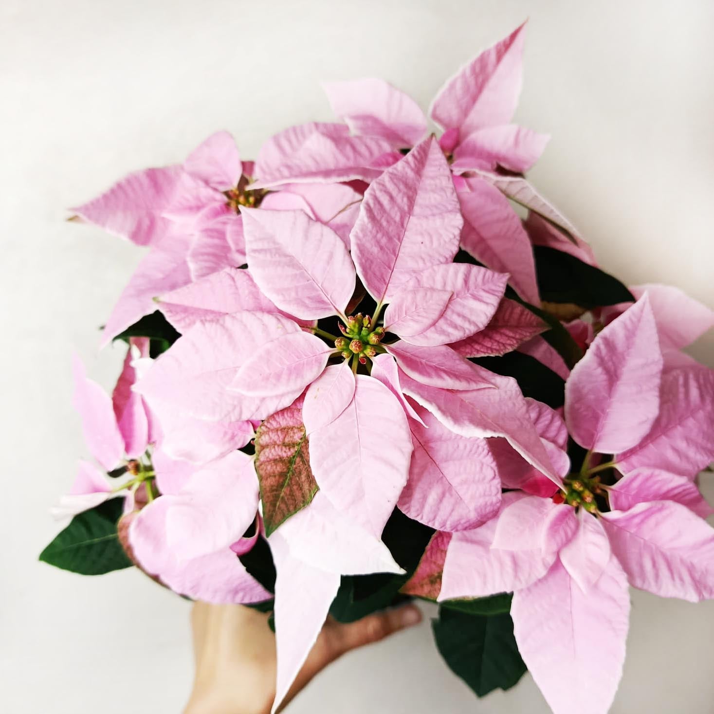 Stella di Natale/  Euphorbia pulch Princettia Pink