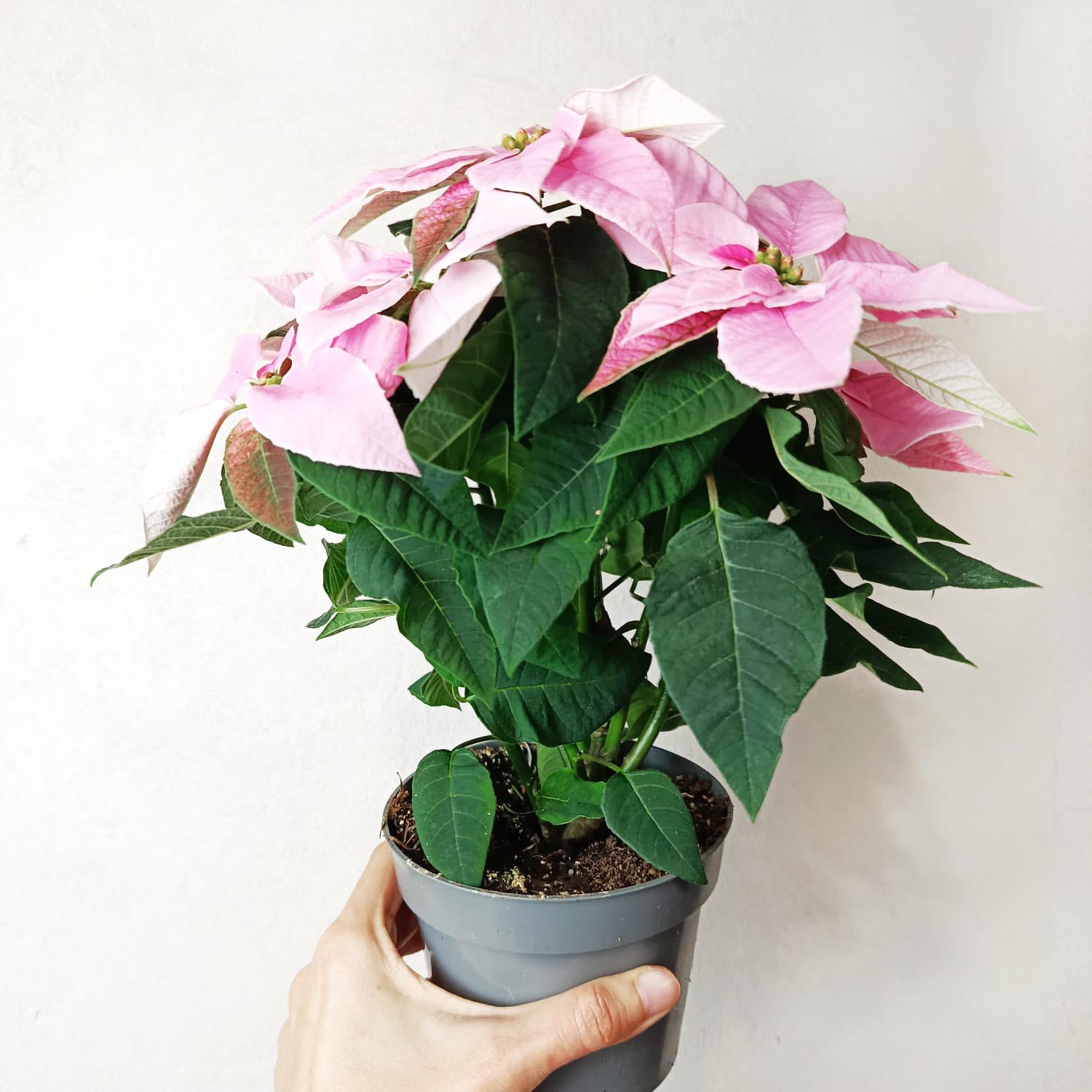 Stella di Natale/  Euphorbia pulch Princettia Pink