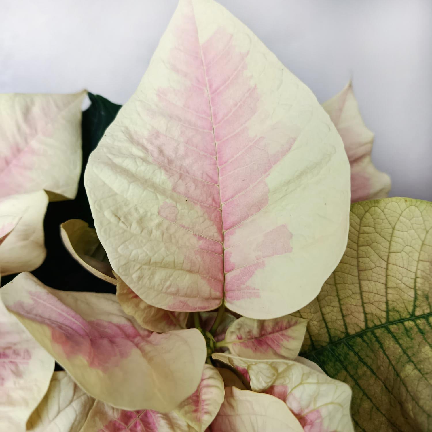 Stella di Natale/  Euphorbia pulc. Premium Marble