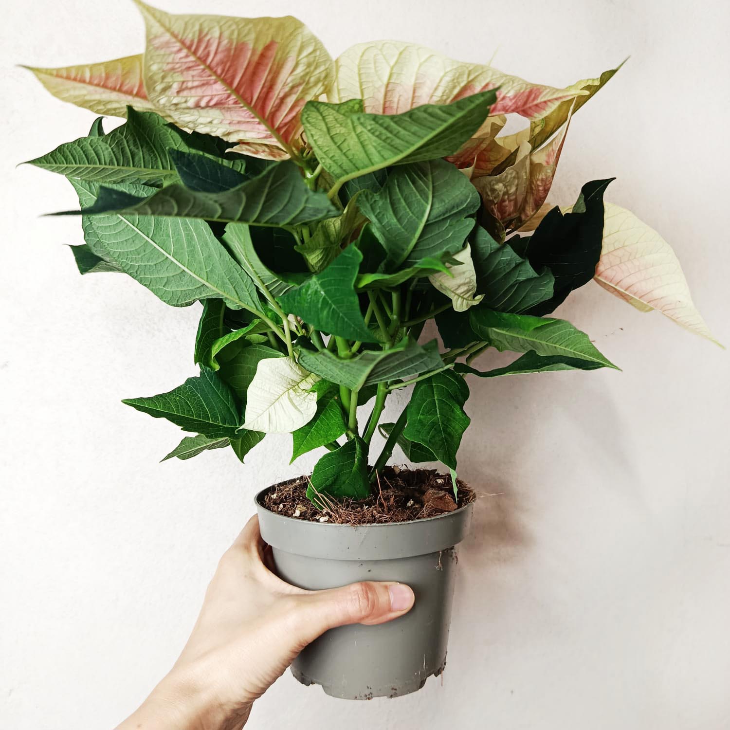 Stella di Natale/  Euphorbia pulc. Premium Marble