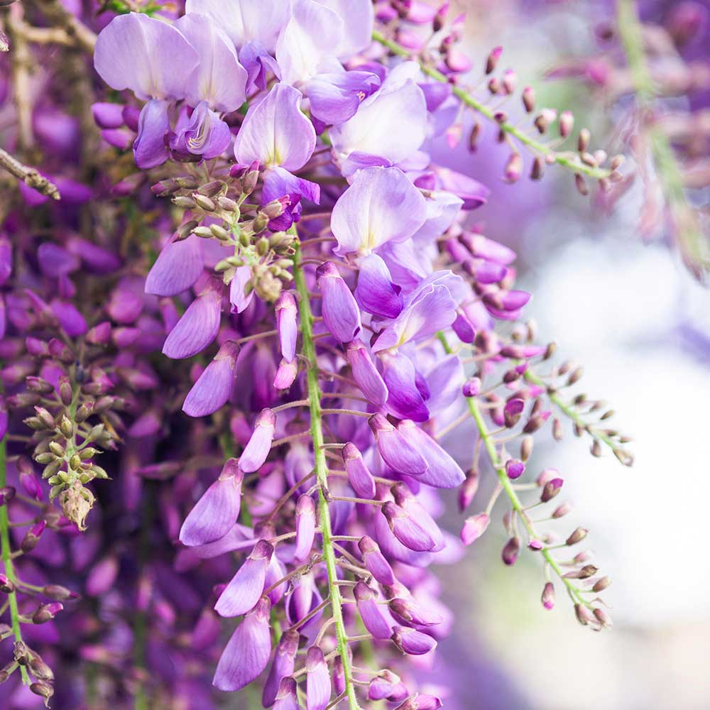Glicine /Wisteria Floribunda Naga Noda