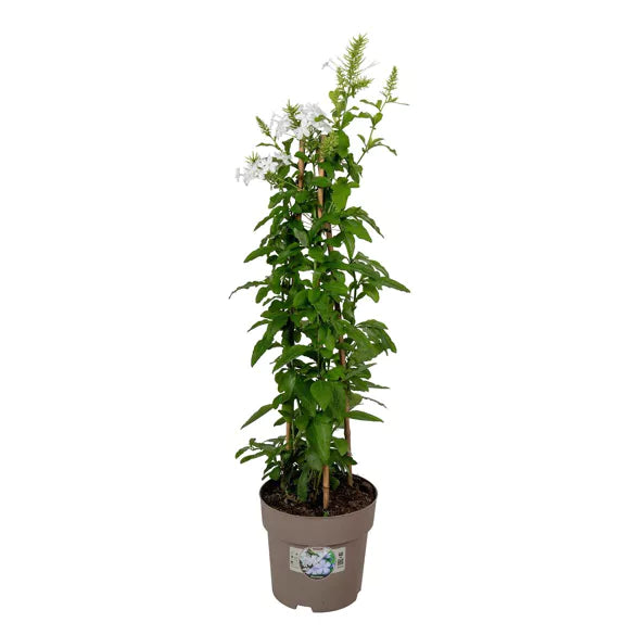 Plumbago Auriculata
