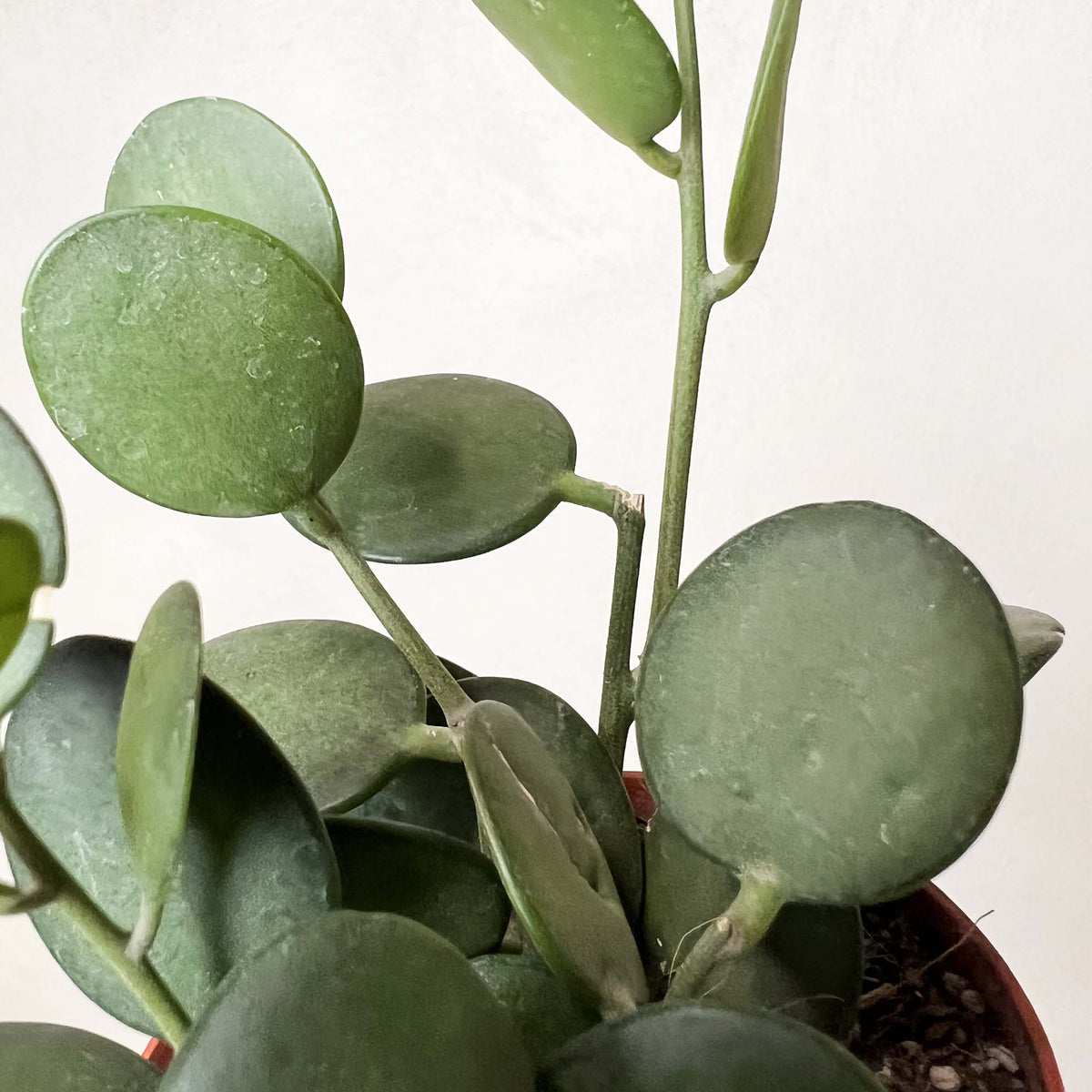 Xerosicyos danguyi