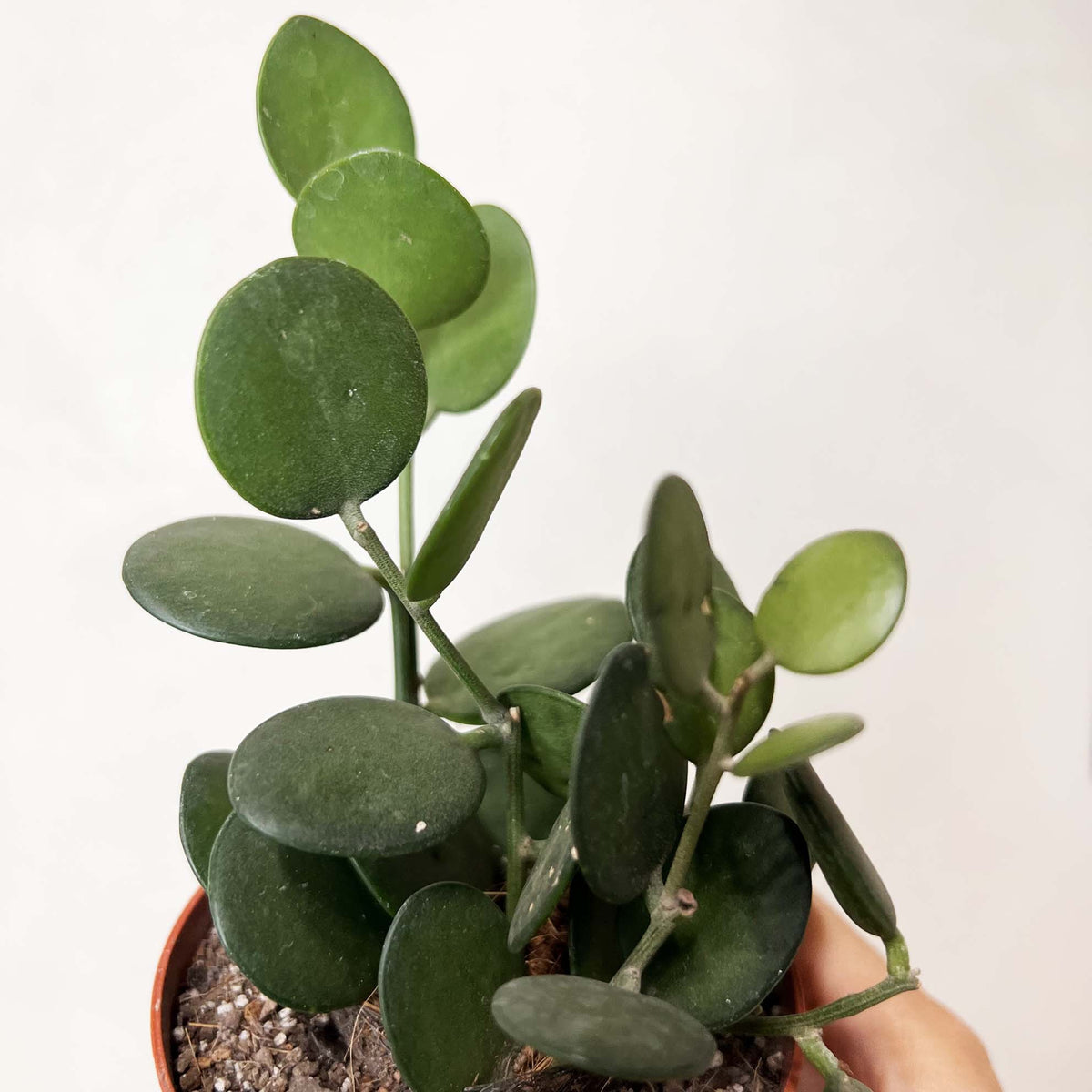 Xerosicyos danguyi