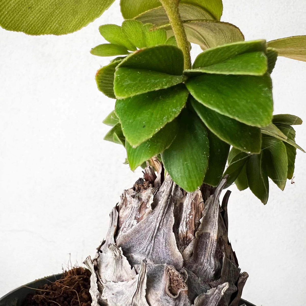 Zamia Furfuracea
