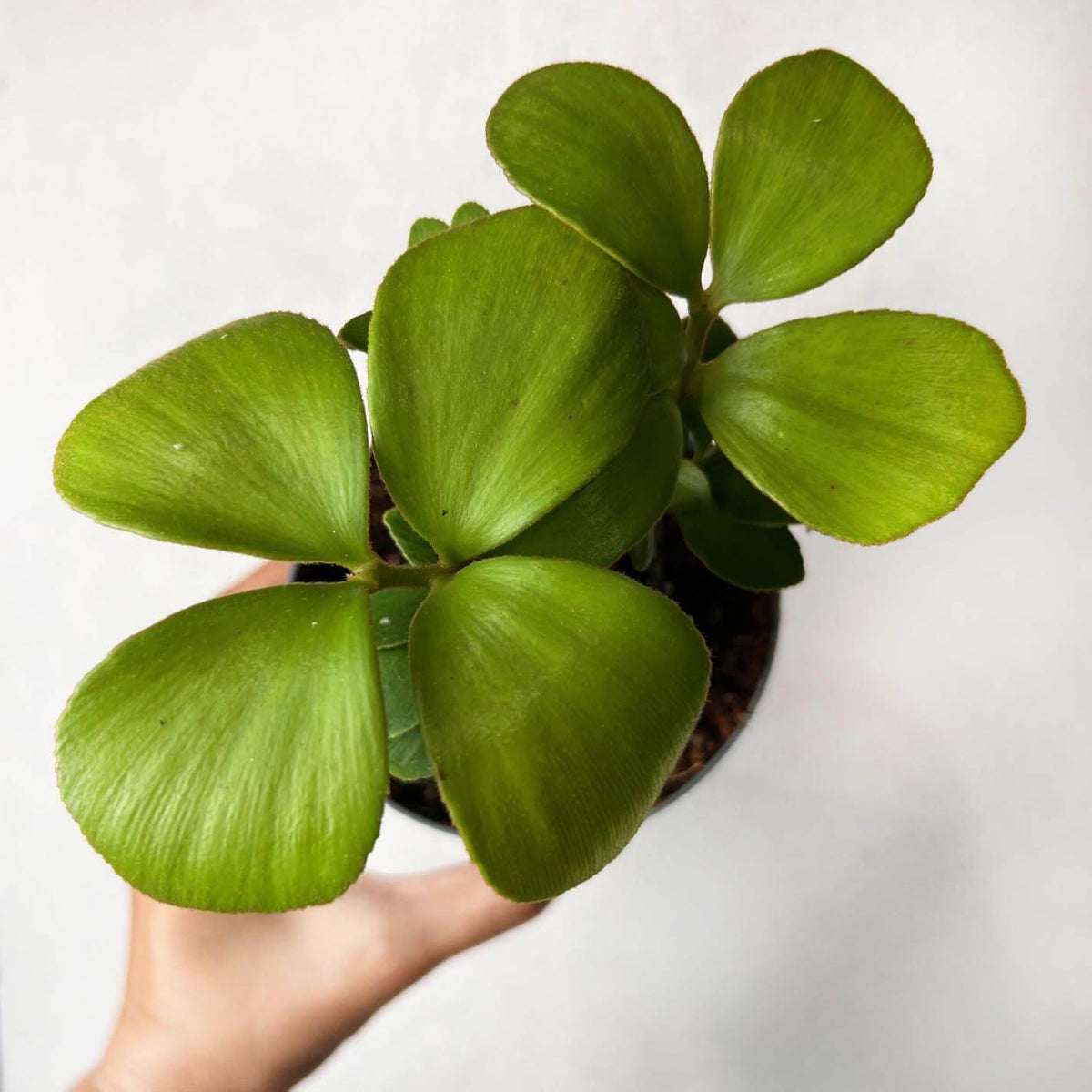 Zamia Furfuracea