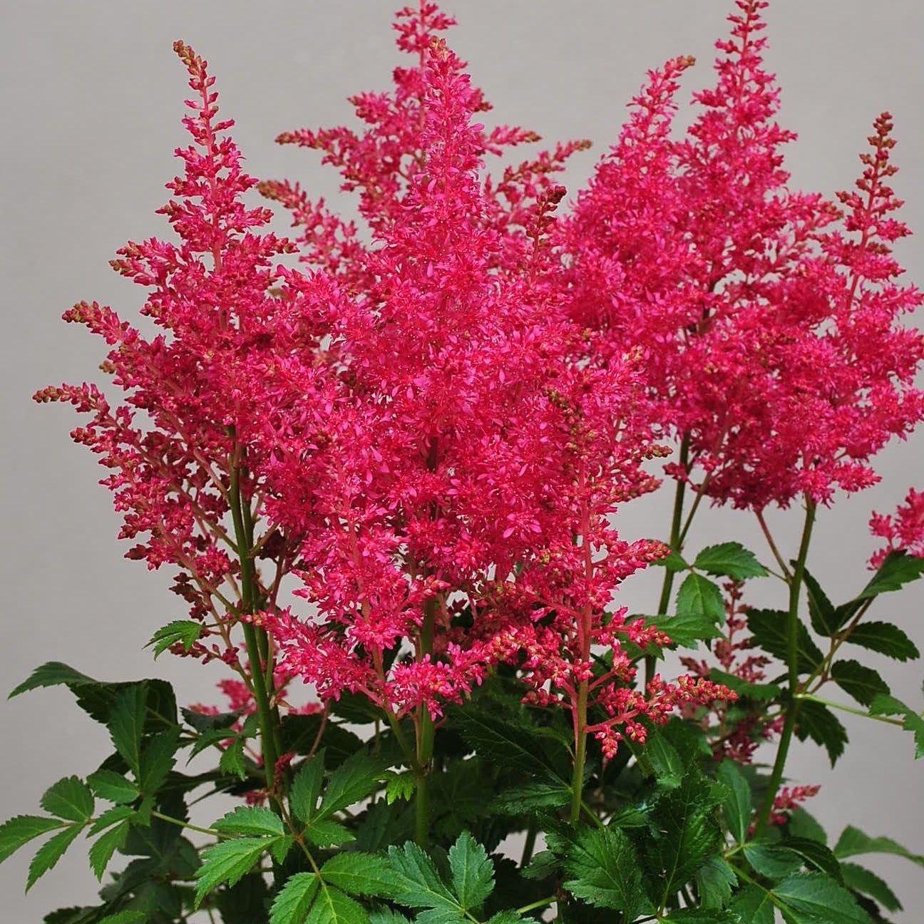 Astilbe  'Lara'