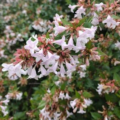 Abelia Grandiflora