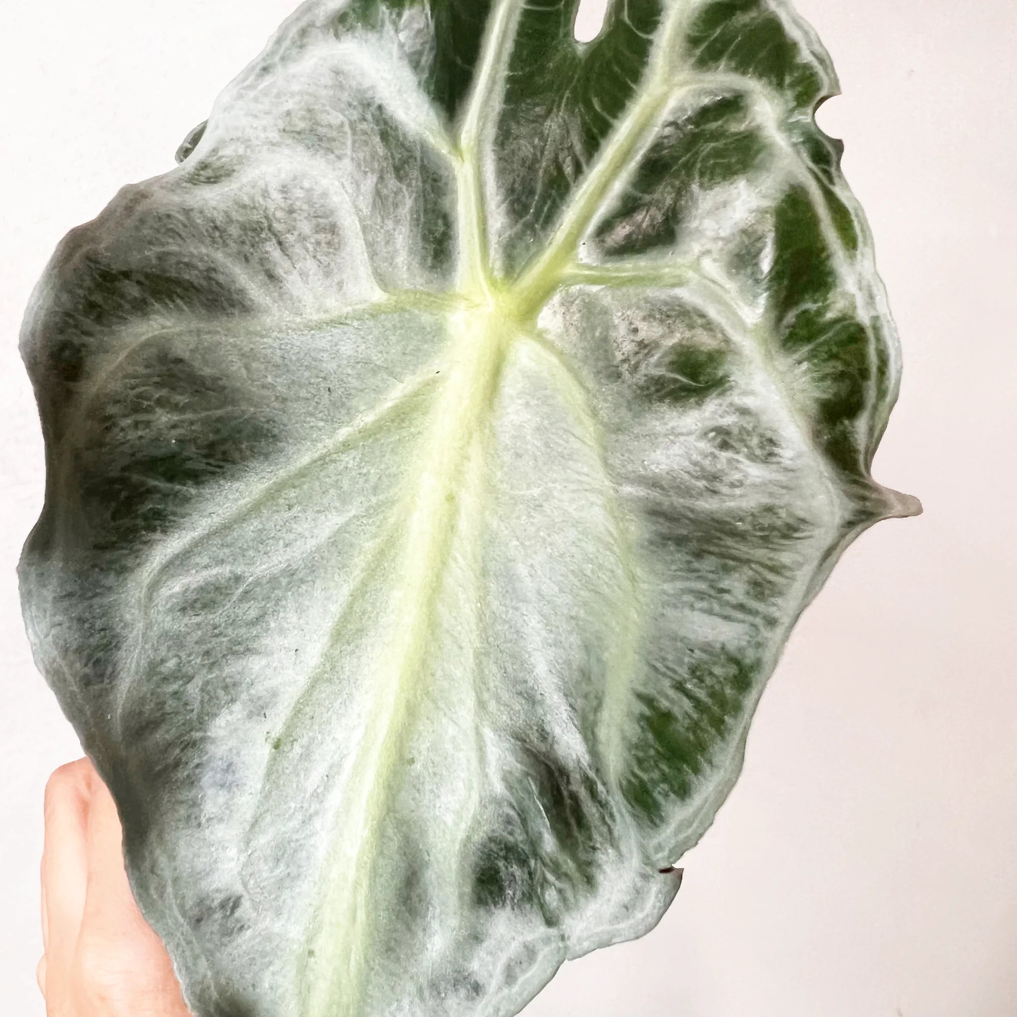 Alocasia Venom