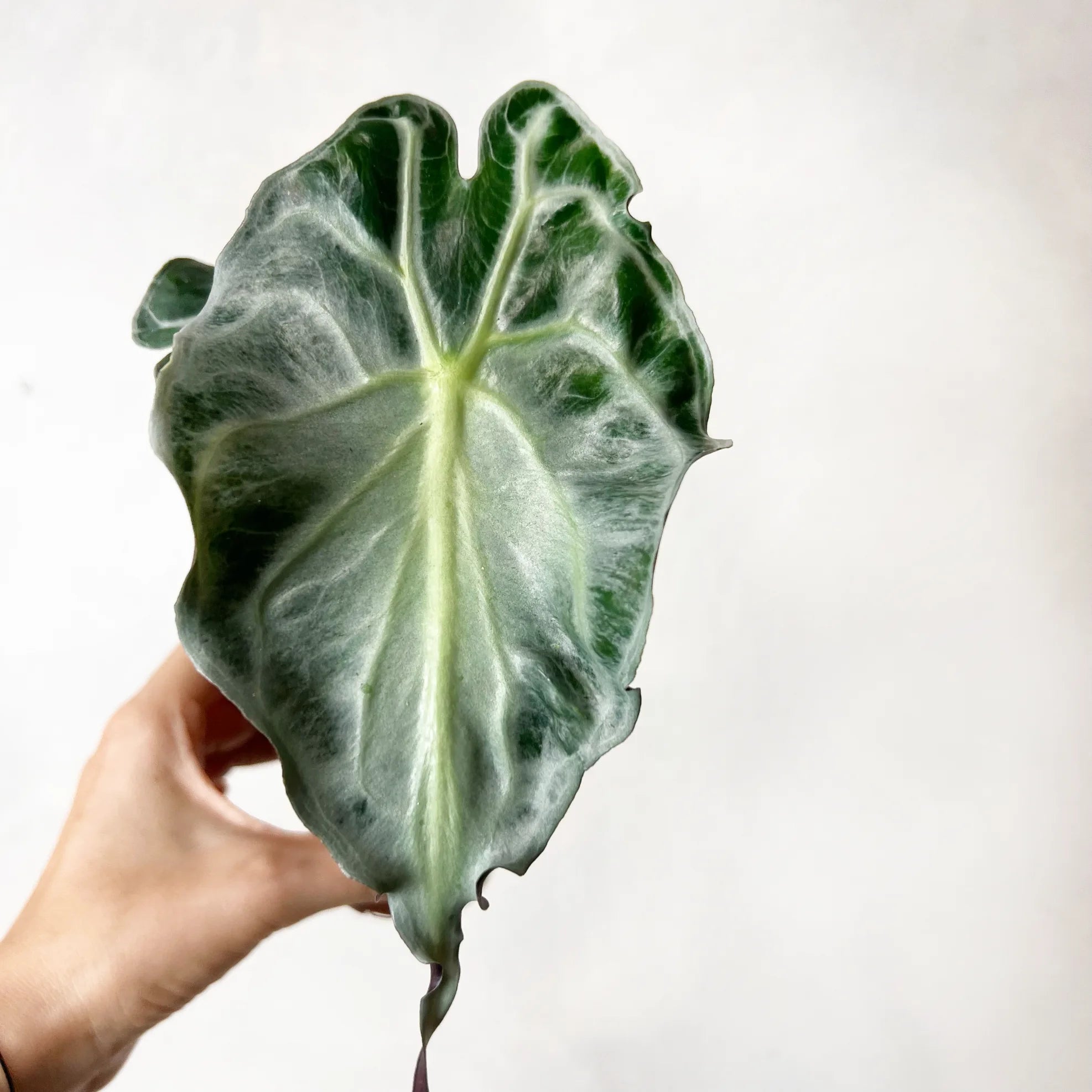 Alocasia Venom