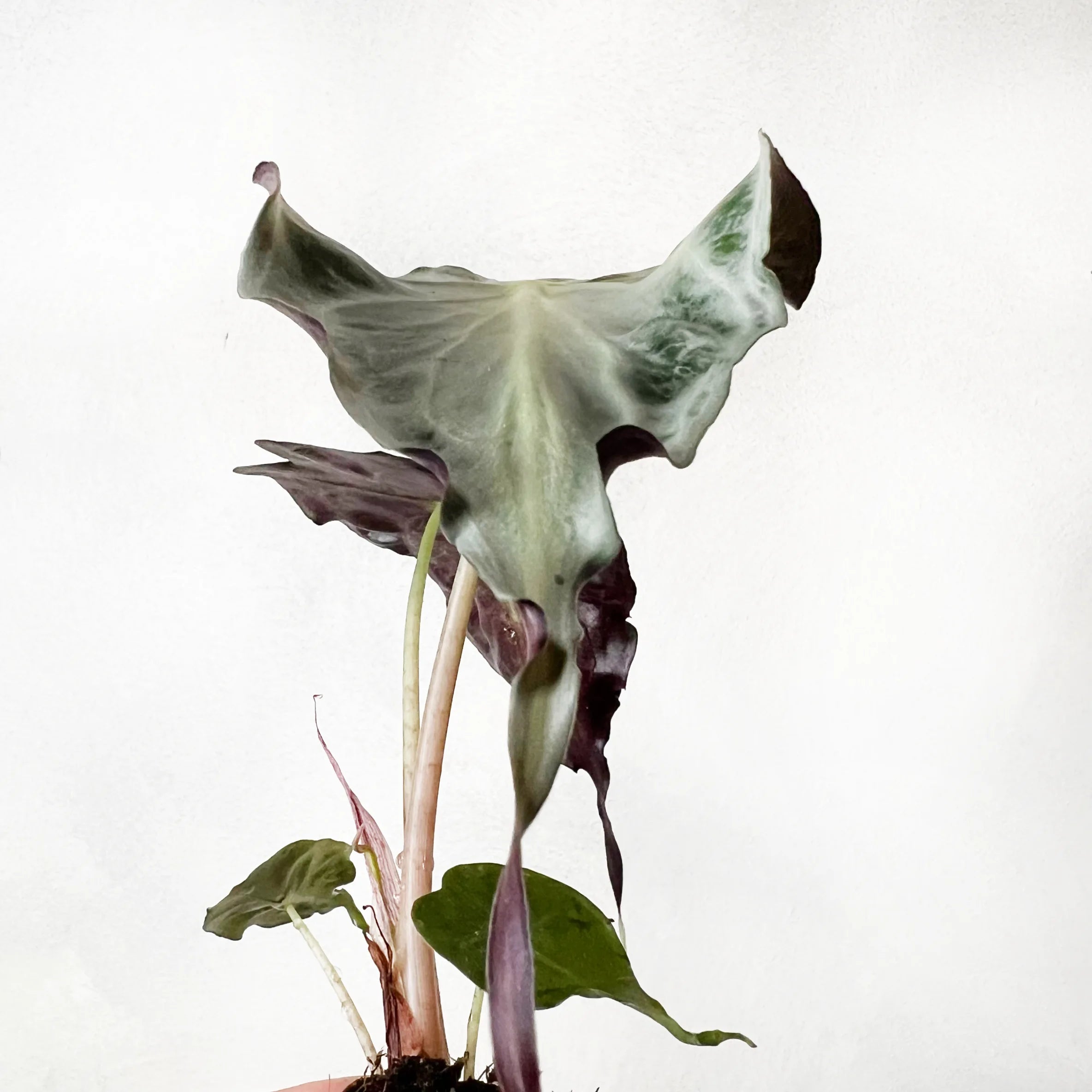 Alocasia Venom