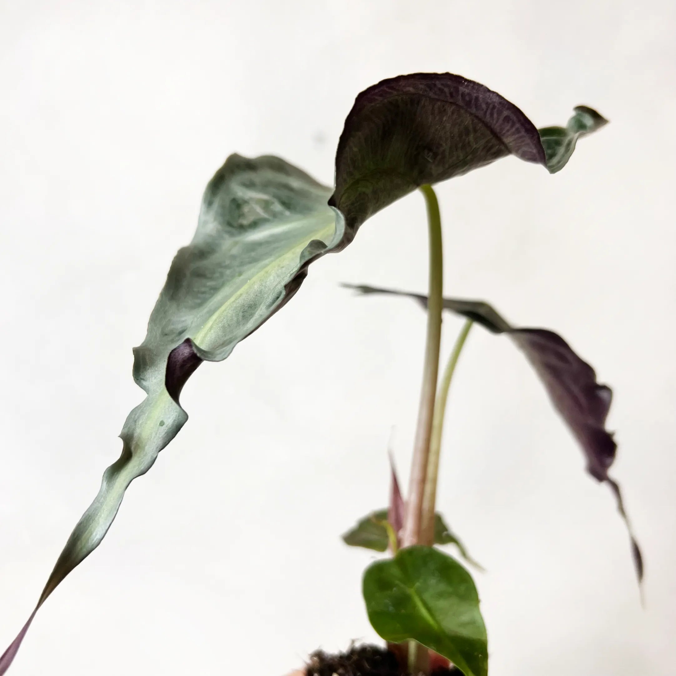 Alocasia Venom