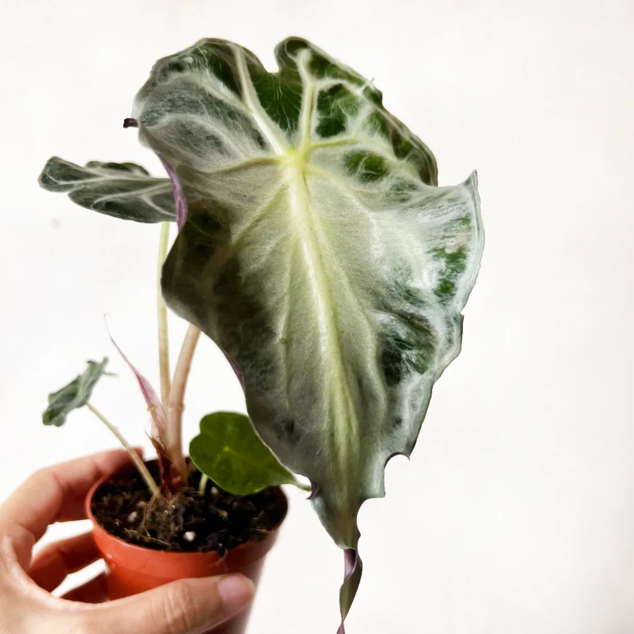 Alocasia Venom