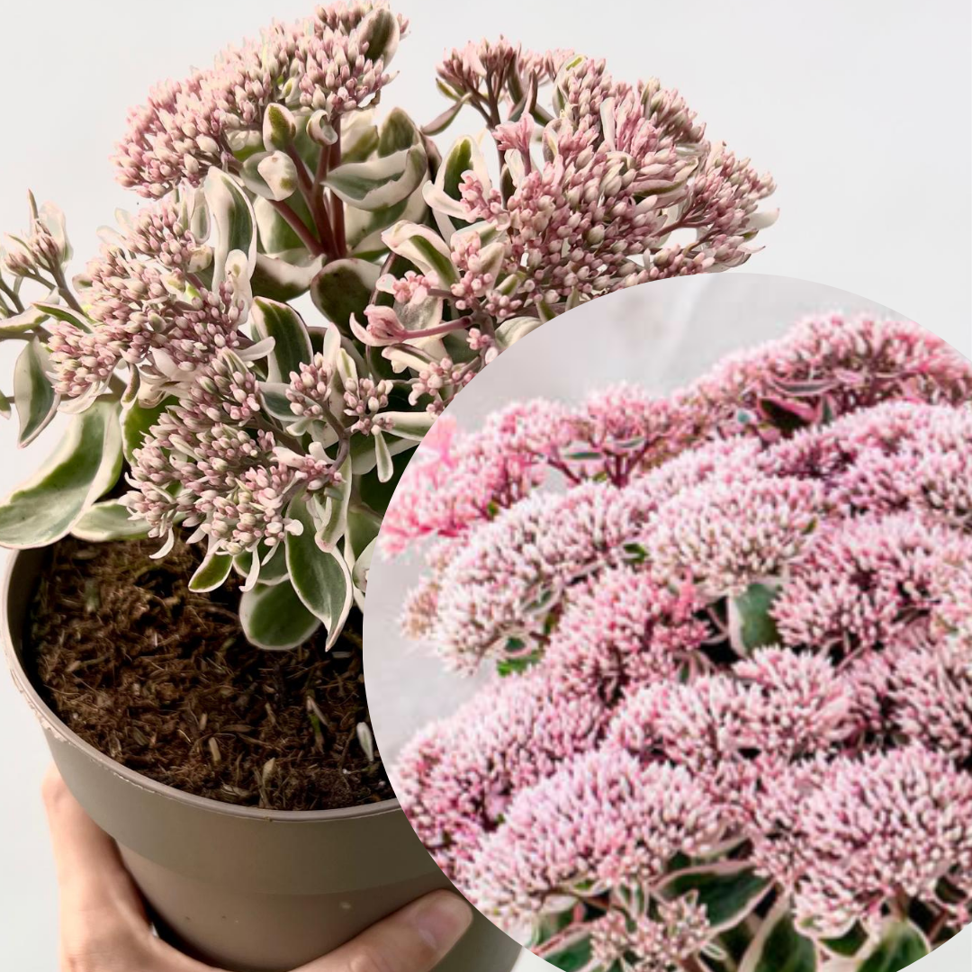 Sedum telephium La vie en Rose