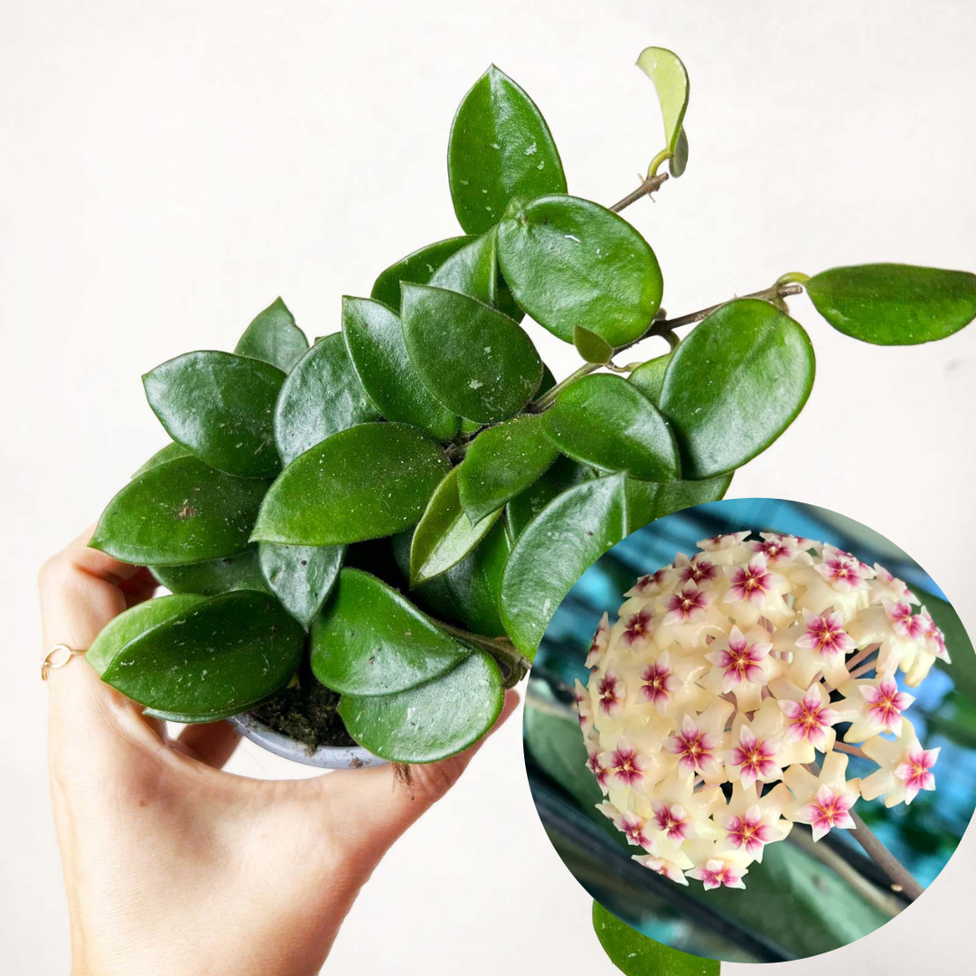Hoya Chouke